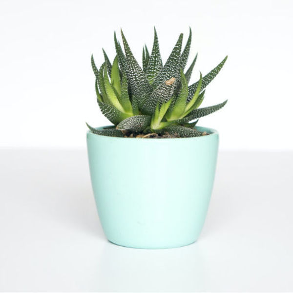 Imagen de Cactus natural - 25cm